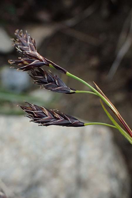 Carex atrata \ Geschw�rzte Segge / Black Alpine Sedge, I Passo di Gavia 11.7.2026