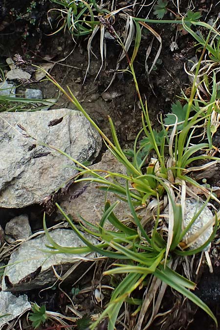 Carex atrata \ Geschw�rzte Segge / Black Alpine Sedge, I Passo di Gavia 11.7.2026