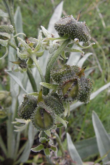 Cynoglossum magellense \ Majella-Hundszunge / Maiella Hound's-Tongue, I Campo Imperatore 5.6.2007