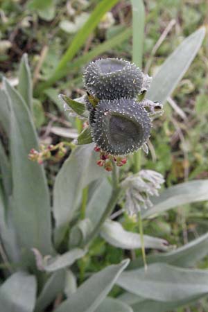 Cynoglossum magellense \ Majella-Hundszunge / Maiella Hound's-Tongue, I Campo Imperatore 5.6.2007