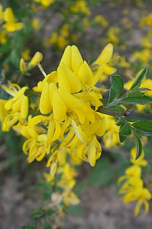 Genista tinctoria \ Frber-Ginster / Dyer's Greenweed, I Liguria, Sassello 22.5.2010