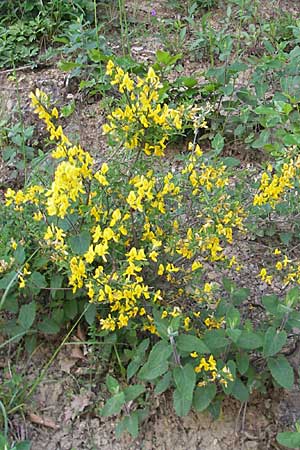 Genista tinctoria \ Frber-Ginster / Dyer's Greenweed, I Liguria, Sassello 22.5.2010
