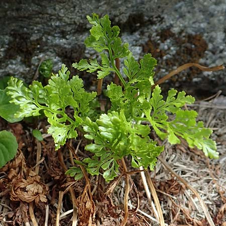 Cystopteris alpina \ Alpen-Blasenfarn / Alpine Bladder Fern, I Passo San Marco 10.6.2017