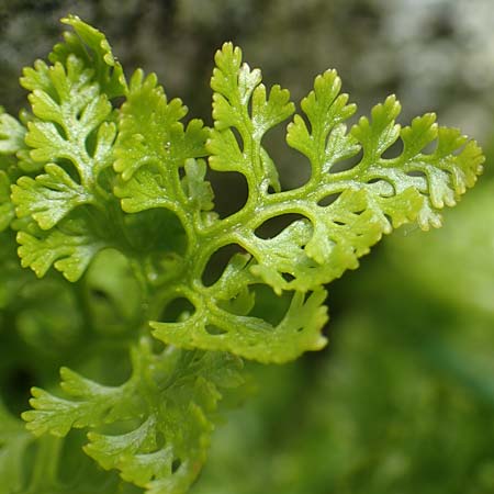 Cystopteris alpina \ Alpen-Blasenfarn / Alpine Bladder Fern, I Passo San Marco 10.6.2017