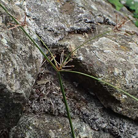 Cyperus longus \ Langstiges Zypergras / Common Galingale, I Liguria, Bonassola 4.10.2023