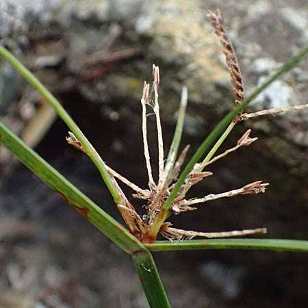 Cyperus longus \ Langstiges Zypergras / Common Galingale, I Liguria, Bonassola 4.10.2023