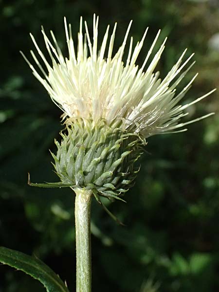 Cirsium heterophyllum x spinosissimum, Hybrid Thistle