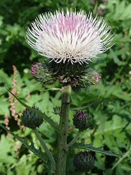 Cirsium erisithales x heterophyllum, Yellow Thistle