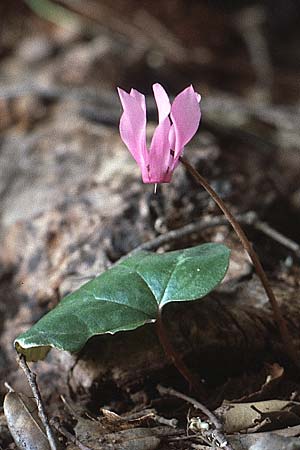 Cyclamen repandum \ Geschweiftbl�ttriges Alpenveilchen / Spring Cyclamen, I Promontorio del Gargano, San Giovanni Rotondo 2.5.1985
