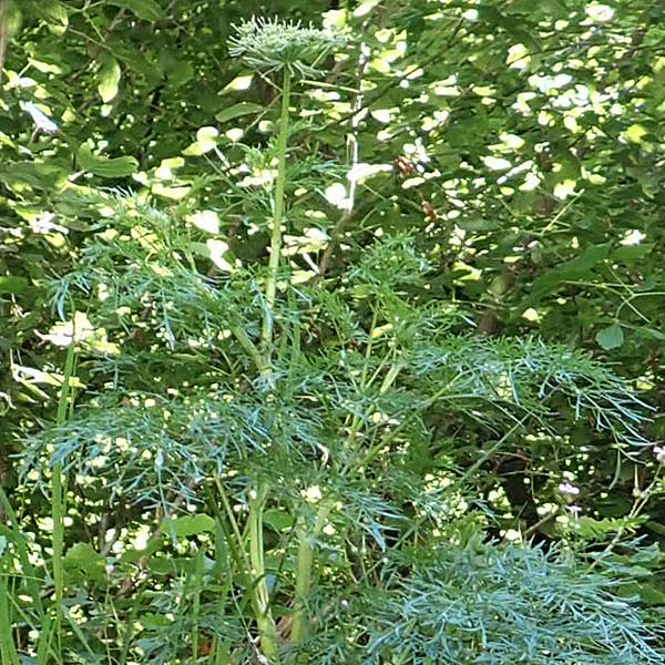 Pteroselinum rablense \ Raibler Haarstrang / Raibl Hog's Fennel, I Alpi Bergamasche, Zambla Alta 7.6.2017
