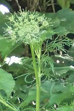 Pteroselinum rablense \ Raibler Haarstrang / Raibl Hog's Fennel, I Alpi Bergamasche, Zambla Alta 7.6.2017