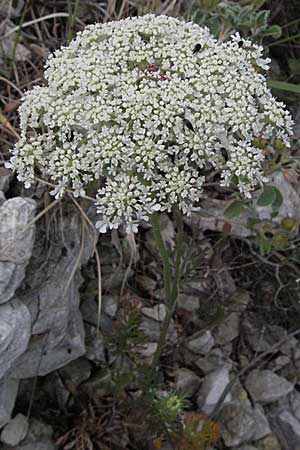 Daucus carota agg. \ Wilde M�hre / Wild Carrot, Queen Anne's Lace, I Ancona 29.5.2007