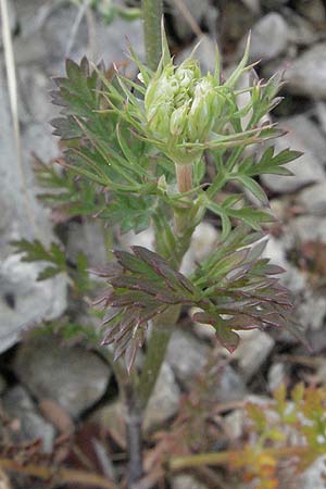 Daucus carota agg. \ Wilde M�hre / Wild Carrot, Queen Anne's Lace, I Ancona 29.5.2007
