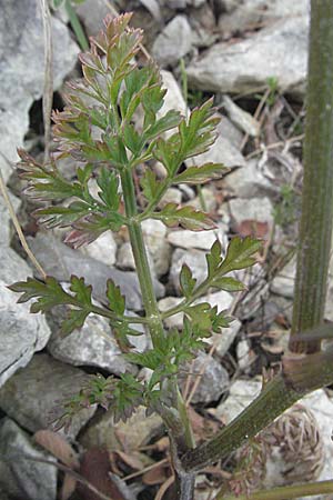 Daucus carota agg. \ Wilde M�hre / Wild Carrot, Queen Anne's Lace, I Ancona 29.5.2007
