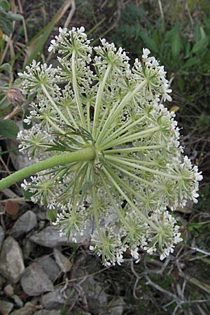 Daucus carota agg. \ Wilde M�hre / Wild Carrot, Queen Anne's Lace, I Ancona 29.5.2007