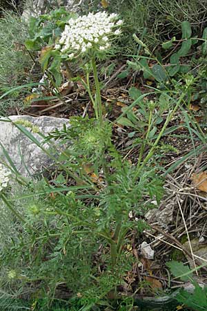 Daucus carota agg. \ Wilde M�hre / Wild Carrot, Queen Anne's Lace, I Ancona 29.5.2007