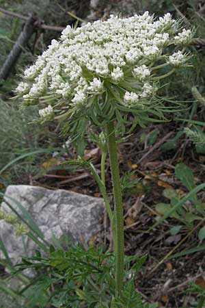 Daucus carota agg. \ Wilde M�hre / Wild Carrot, Queen Anne's Lace, I Ancona 29.5.2007