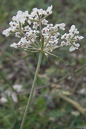 Daucus carota agg. \ Wilde M�hre / Wild Carrot, Queen Anne's Lace, I Ancona 29.5.2007