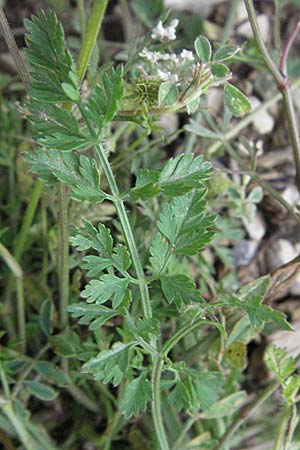 Daucus carota agg. \ Wilde M�hre / Wild Carrot, Queen Anne's Lace, I Ancona 29.5.2007