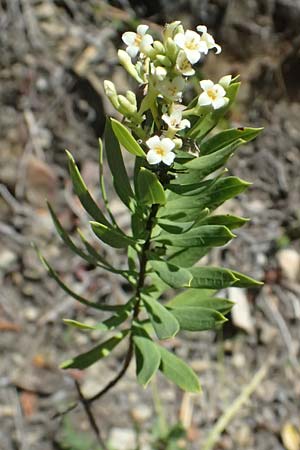 Daphne gnidium \ Herbst-Seidelbast / Autumn Daphne, I Liguria, Moneglia 26.9.2023