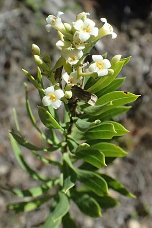 Daphne gnidium \ Herbst-Seidelbast / Autumn Daphne, I Liguria, Moneglia 26.9.2023