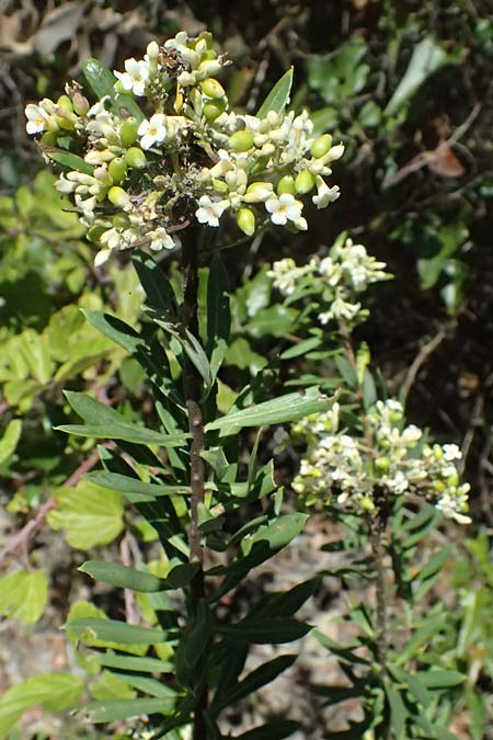 Daphne gnidium \ Herbst-Seidelbast / Autumn Daphne, I Liguria, Moneglia 26.9.2023