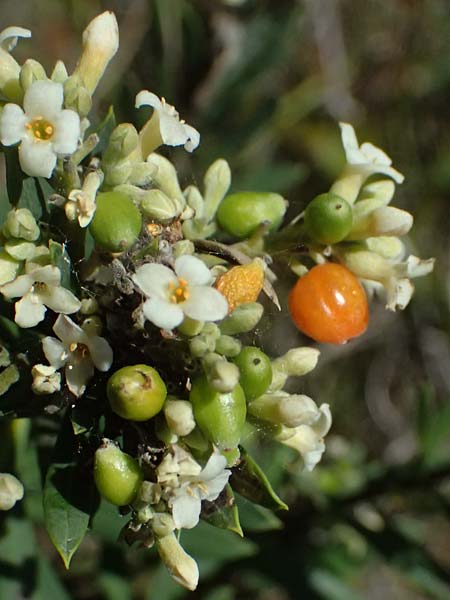 Daphne gnidium \ Herbst-Seidelbast / Autumn Daphne, I Liguria, Moneglia 26.9.2023