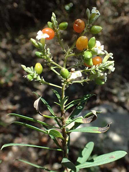 Daphne gnidium \ Herbst-Seidelbast / Autumn Daphne, I Liguria, Moneglia 26.9.2023