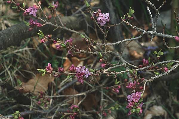Daphne mezereum \ Seidelbast / Mezereon, I Monte Baldo 10.5.1986