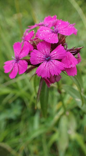 Dianthus barbatus \ Bart-Nelke / Sweet William, I Südtirol,  Gsieser Tal 7.7.2022