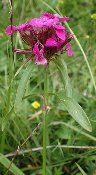 Dianthus barbatus \ Bart-Nelke / Sweet William, I Südtirol,  Gsieser Tal 7.7.2022