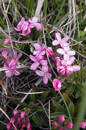 Daphne cneorum \ Rosmarin-Seidelbast, Flaumiger Seidelbast / Garland Flower, I Liguria, Monte Beigua 24.5.2013