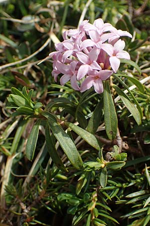 Daphne cneorum \ Rosmarin-Seidelbast, Flaumiger Seidelbast / Garland Flower, I Alpi Bergamasche, Pizzo Arera 9.6.2017