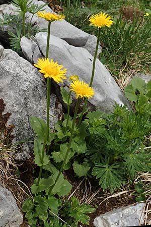 Doronicum columnae \ Herzblttrige Gmswurz / Heart-Leaved Leopard's-Bane, Eastern Leopard's-Bane, I Alpi Bergamasche, Pizzo Arera 9.6.2017
