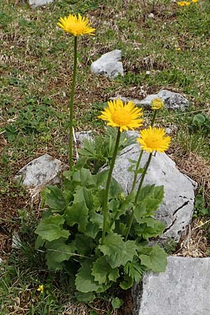 Doronicum columnae \ Herzblttrige Gmswurz / Heart-Leaved Leopard's-Bane, Eastern Leopard's-Bane, I Alpi Bergamasche, Pizzo Arera 9.6.2017