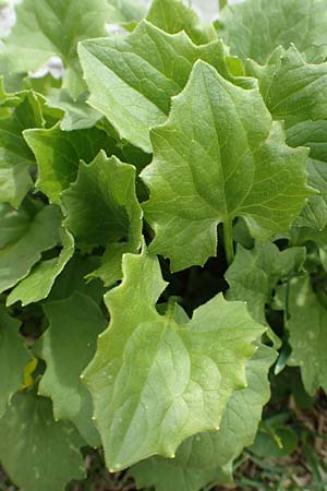 Doronicum columnae \ Herzblttrige Gmswurz / Heart-Leaved Leopard's-Bane, Eastern Leopard's-Bane, I Alpi Bergamasche, Pizzo Arera 9.6.2017