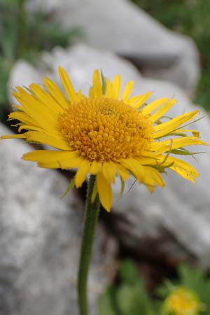 Doronicum columnae \ Herzblttrige Gmswurz / Heart-Leaved Leopard's-Bane, Eastern Leopard's-Bane, I Alpi Bergamasche, Pizzo Arera 9.6.2017