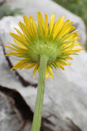 Doronicum columnae \ Herzblttrige Gmswurz / Heart-Leaved Leopard's-Bane, Eastern Leopard's-Bane, I Alpi Bergamasche, Pizzo Arera 9.6.2017