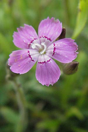 Dianthus deltoides \ Heide-Nelke / Maiden Pink, I Norcia 7.6.2007