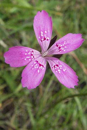 Dianthus deltoides \ Heide-Nelke / Maiden Pink, I Monti Sibillini 8.6.2007