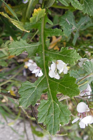 Diplotaxis erucoides \ Rauken-Doppelsame / White Wall Rocket, I Cattolica 24.3.2013