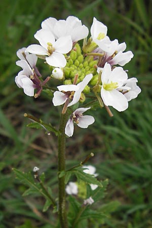 Diplotaxis erucoides \ Rauken-Doppelsame / White Wall Rocket, I Cattolica 24.3.2013