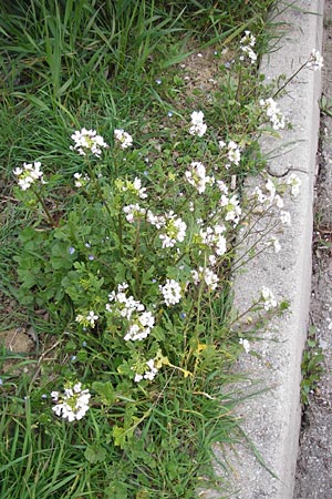 Diplotaxis erucoides \ Rauken-Doppelsame / White Wall Rocket, I Cattolica 24.3.2013