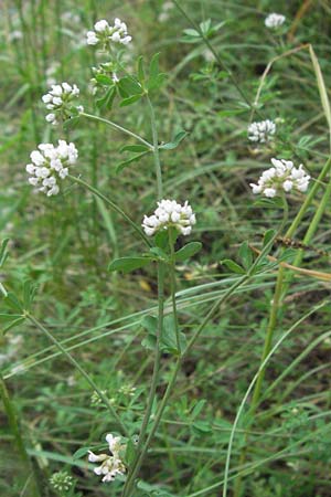 Lotus herbaceus \ Krautiger Backenklee, I Passignano 1.6.2007