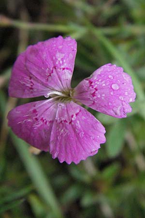 Dianthus deltoides \ Heide-Nelke / Maiden Pink, I Campo Imperatore 5.6.2007