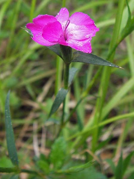 Dianthus sylvaticus \ Busch-Nelke / Ragged Pink, I Liguria, Pieve di Teco 27.5.2013