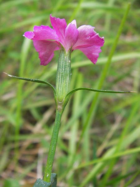 Dianthus sylvaticus \ Busch-Nelke / Ragged Pink, I Liguria, Pieve di Teco 27.5.2013