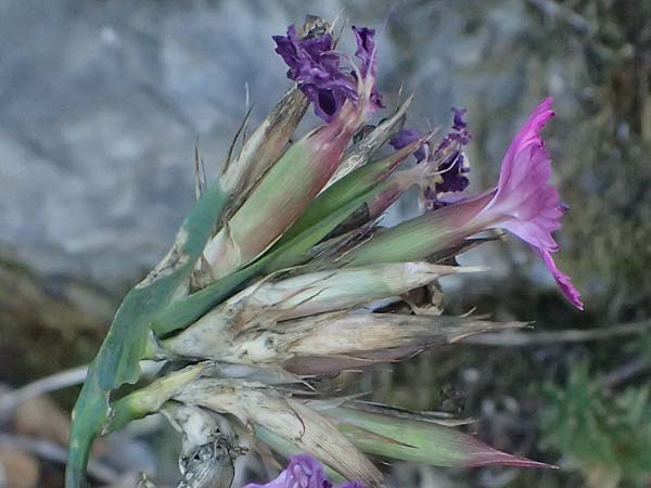 Dianthus balbisii \ Balbis' Nelke / Balbis' Pink, I Liguria, Cinque Terre 28.9.2023