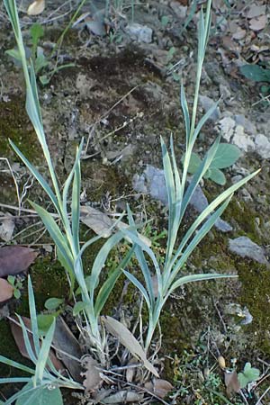 Dianthus balbisii \ Balbis' Nelke / Balbis' Pink, I Liguria, Sestri Levante 3.10.2023