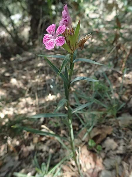 Dianthus sylvaticus \ Busch-Nelke / Ragged Pink, I Liguria, Sestri Levante 3.10.2023